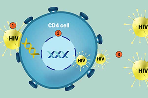 خلايا CD4